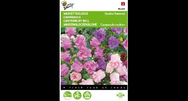2 stuks - Buzzy - Campanula medium Dubbelbloemig