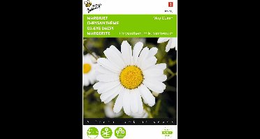2 stuks - Buzzy - Chrysanthemum leucanthemum May Queen