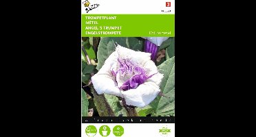 2 stuks Datura, Trompetplant