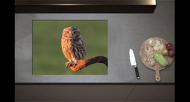 Inductieplaat Beschermer - Bruine Steenuil Zittend op Smalle Tak - 71x52 cm - 2 mm Dik - Inductie Beschermer - Bescherming Inductiekookplaat - Kookplaat Beschermer van Zwart Vinyl