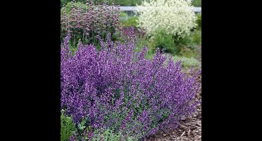 12 x Nepeta faassenii 'Walker's Low' - Kattenkruid - Vaste Plant - Winterharde Tuinplant - Nepeta faassenii 'Walker's Low' in 9x9cm pot met hoogte 5-10cm
