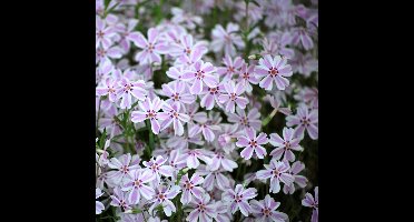 12 x Kruipphlox Wit|Roze / Kruipende Vlambloem - Bodembedekkers Planten - Phlox subulata 'Candy Stripes' in 9x9cm pot met hoogte 0-10cm