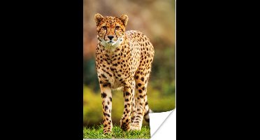 Poster Wilde dieren - Gras - Luipaard - Natuur - 20x30 cm