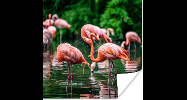 PosterMonkey - Poster - Fotolijst - Vogel - Water - Flamingo - Tropical - Dieren - 50x50 cm - Poster in lijst - Poster flamingo - Foto met lijst - Poster met kader