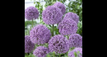 4 x Sierui Gladiator Lila - Vaste Plant in Pot - Allium 'Gladiator' in C2(liter) pot met hoogte 0-30cm