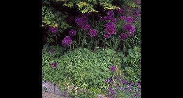 12 x Sierui in Pot Paars - Vaste Plant Winterhard - Allium aflatunense 'Purple Sensation' in 9x9 pot met hoogte 0-10cm