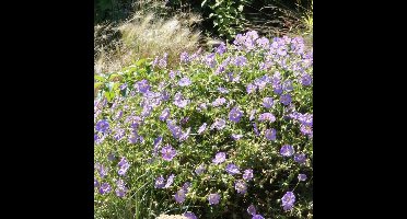 6 x Geranium 'Azure Rush' - Langbloeiende Bodembedekker - Ooievaarsbek in 9x9 pot met hoogte 0-10cm