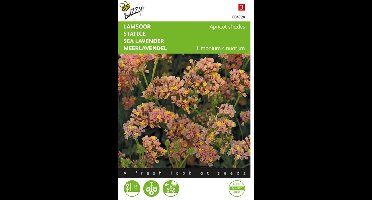 Buzzy, Lamsoor Apricot shades (Limonium)