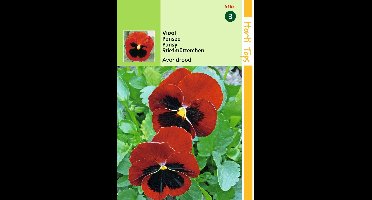 2 stuks - Hortitops - HT Viola, Viool Avondrood