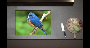 Inductieplaat Beschermer - Blauwe Vogel met Oranje Borstje op Dunne Tak - 71x50 cm - 2 mm Dik - Inductie Beschermer - Bescherming Inductiekookplaat - Kookplaat Beschermer van Zwart Vinyl