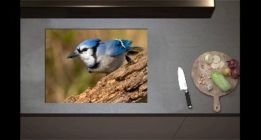 Inductieplaat Beschermer - Blauwe Gaai Vogel Wegvliegend van Boomstronk - 70x51 cm - 2 mm Dik - Inductie Beschermer - Bescherming Inductiekookplaat - Kookplaat Beschermer van Wit Vinyl