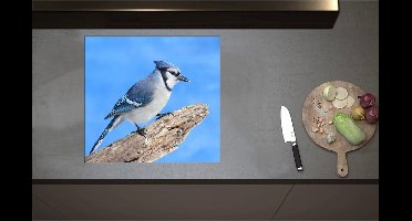 Inductieplaat Beschermer - Blauwe Gaai Vogel zittend op Tak - 59x55 cm - 2 mm Dik - Inductie Beschermer - Bescherming Inductiekookplaat - Kookplaat Beschermer van Zwart Vinyl