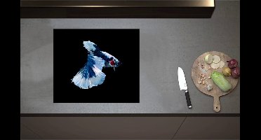 Inductieplaat Beschermer - Blauw Gevlekte Siamese Kempvis tegen Zwarte Achtergrond - 59x51 cm - 2 mm Dik - Inductie Beschermer - Bescherming Inductiekookplaat - Kookplaat Beschermer van Zwart Vinyl