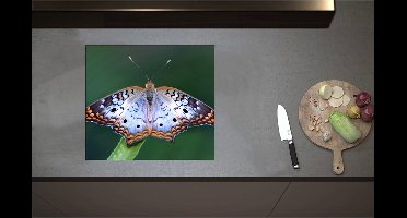 Inductieplaat Beschermer - Anartia jatrophae Blauw met Bruine Vlinder - 57x51 cm - 2 mm Dik - Inductie Beschermer - Bescherming Inductiekookplaat - Kookplaat Beschermer van Wit Vinyl