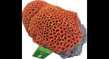 Boon Reef flower rood/geel