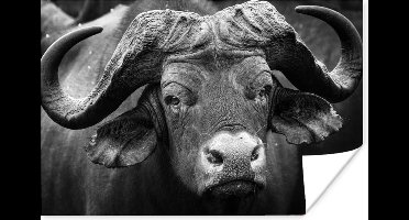 Poster Dierenprofiel kafferbuffel in zwart-wit - 30x20 cm