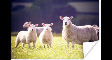 Poster Schapen - Lam - Bloemen - 30x20 cm