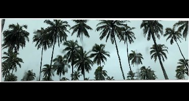 WallClassics - Acrylglas - Regenwolken boven Palmbomen - 90x30 cm Foto op Acrylglas (Wanddecoratie op Acrylaat)