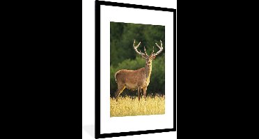 PosterMonkey - Fotolijst - Hert - Natuur - Weide - Bos - Natuur - Poster - 80x120 cm - Frame - Kader - Poster kader - Foto lijst - Poster natuur - Poster hert