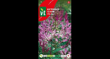 Kattensnor Mauve Queen Zaden - Prachtige Paarse Bloemen voor Borders en Bloembedden