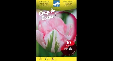 Tulipa dubbel laat 'Finola'