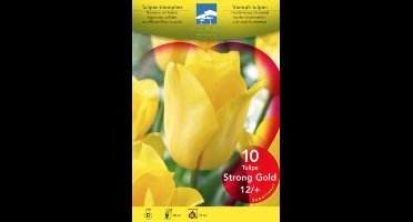 Tulipa triumph 'Strong Gold'