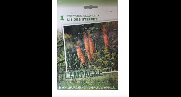 10 stuks Eremurus isab. 'Cleopatra' - Knol