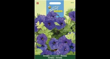 Petunia Raadsheer blauw - Petunia nana compacta