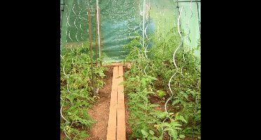 Tomatenspiralen - set van 10 stuks