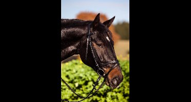 Kerbl Hoofdstel standaard - Pony - zwart