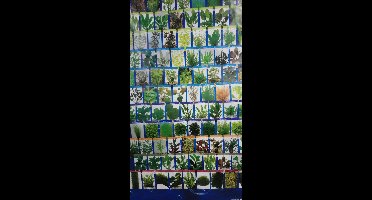 Aquariumplanten - Anubias mix