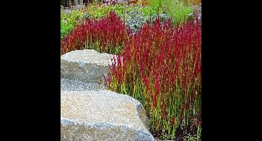 25 x Japans Bloedgras Rood|Groen L - Winterhard Siergras - Tuinplanten - Imperata Red Baron in C1(liter) pot met hoogte 10-20cm