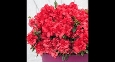 8 x Azalea 'Bloomchampion' rood - Azalea in C3(liter) pot met hoogte 20-30cm