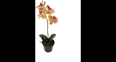 Buitengewoon de boet - Phalaenopsis Orchidee in pot x1 50 cm Tiger...