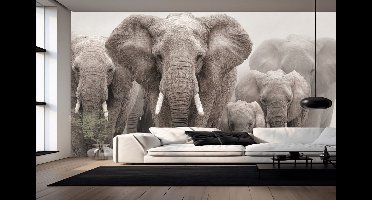 Peel & stick Fotobehang - Majestic Elephant Family Parade - 250x200 centimeter