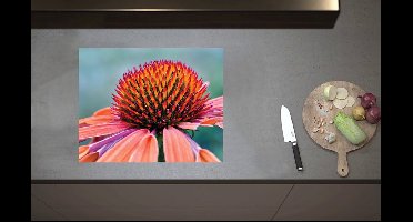 Inductieplaat Beschermer - Koraal Kleurige Zonnehoed Bloem van Dichtbij - 60x52 cm - 2 mm Dik - Inductie Beschermer van Vinyl