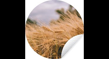 WallCircle - Muurstickers - Behangcirkel - Natuur - Planten - Graan - ⌀ 30 cm - Muurcirkel - Zelfklevend - Ronde Behangsticker