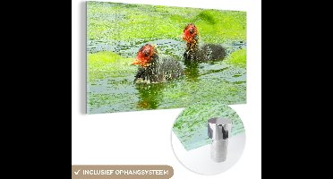 MuchoWow® Glasschilderij 160x80 cm - Schilderij acrylglas - Zwemmende jonge meerkoeten - Foto op glas - Schilderijen