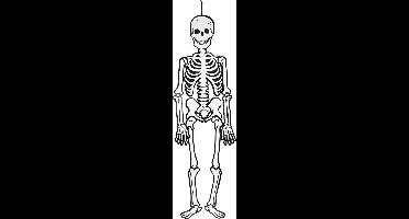 Creotime Feestdecoratie Skelet Glow-in-the-dark 120 Cm Karton Wit