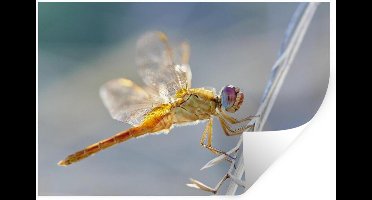 Muurstickers - Sticker Folie - Libelle aan een spriet in Camargue - 30x20 cm - Plakfolie - Muurstickers Kinderkamer - Zelfklevend Behang - Zelfklevend behangpapier - Stickerfolie