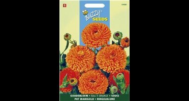 Goudsbloem Balls Orange - Calendula officinalis flore pleno