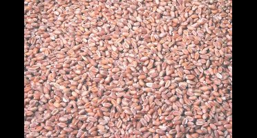 Wielink Tarwe duif 25 kg