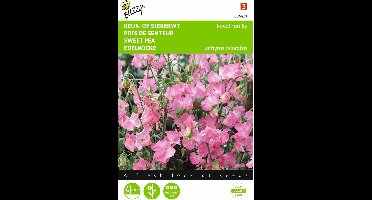 2 stuks Lathyrus, Reuk- of siererwt Royal Family roze