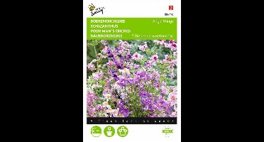 Buzzy Seeds - Boerenorchidee Angel Wings (Schizanthus)