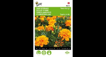 Lage Afrikaan Petite Orange - Tagetes patula nana