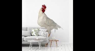 Fotobehang vinyl - Jonge witte haan op een witte achtergrond breedte 220 cm x hoogte 220 cm - Foto print op behang (in 7 formaten beschikbaar) - slaapkamer/woonkamer/kantoor