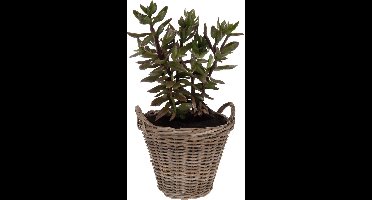 Pro Garden Planten/bloemen mand Cuba - rotan - lichtbruin - D38 x H36 cm - plantenpot voor buiten