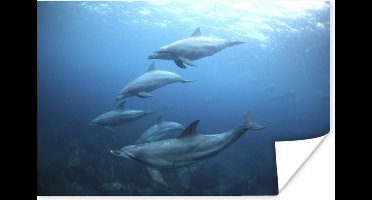 Poster Een groep tuimelaars onder het water - 30x20 cm