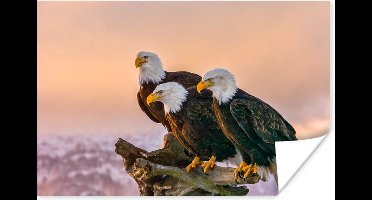 Poster Vogels - Natuur - Roofvogels - Arend - 30x20 cm