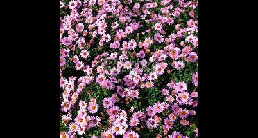12 x Herfstaster Roze|Paars - Vaste Plant Winterhard - Aster dumosus Anneke in 9x9cm pot met hoogte 5-10cm